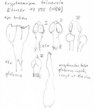 Vorschaubild Cryptocarya trinervia Elmer